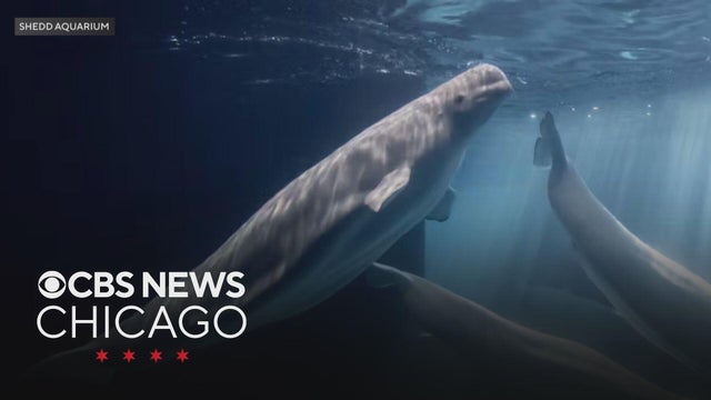 4th rescued beluga whale dies at Shedd Aquarium