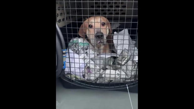 MSPCA Dogs Hurricane Isaias