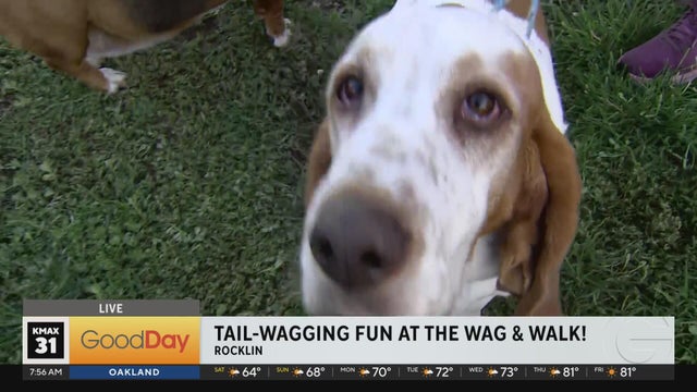 Wag & Walk 7am