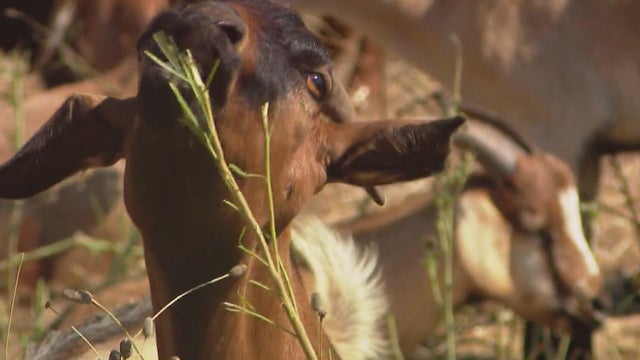 How goats and sheep are helping the Northhaven Trail get ready for spring
