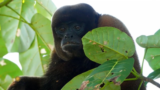 Nature: The Amazon jungle of Ecuador