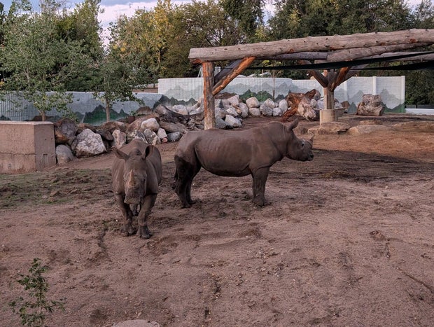 denver-zoo-southern-white-rhinos.jpg