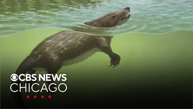 UChicago researchers discover 165-million-year-old fossil of "Jurassic otter"