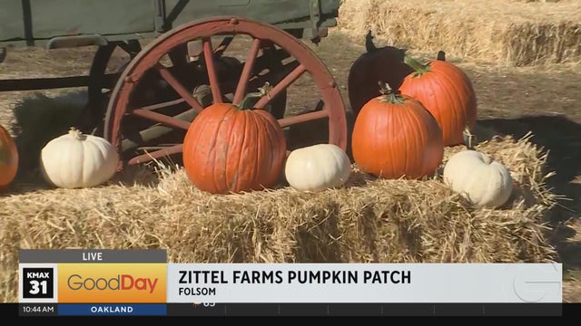 Zittel Farms Pumpkin Patch, 10am