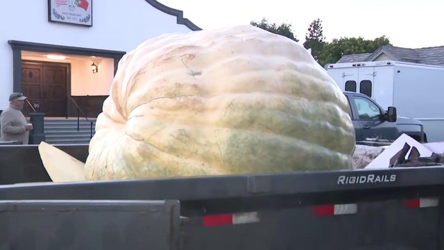 20261012-mon0088-ca-pumpkin-weigh-off-sot-minnesota-man-competes-for-world-record.jpg 