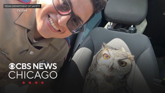 Injured owl gets to ride shotgun after rescue in Texas