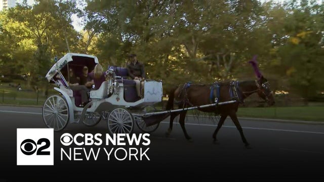 NYC Council to vote next week on bill to end carriage horse industry