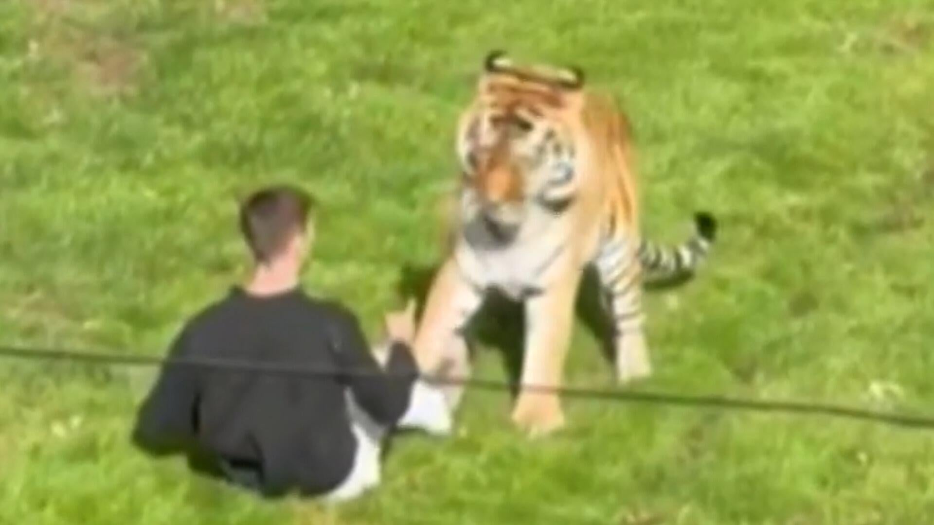 Witnesses describe moment man was killed by tiger at U.K. wildlife park