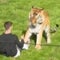 Witnesses describe moment man was killed by tiger at U.K. wildlife park