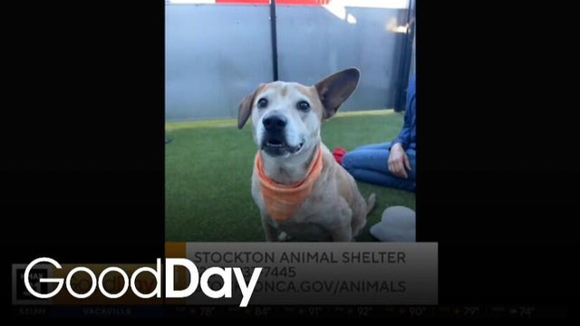 Bernadette is looking for her forever home! | Pet of the Week