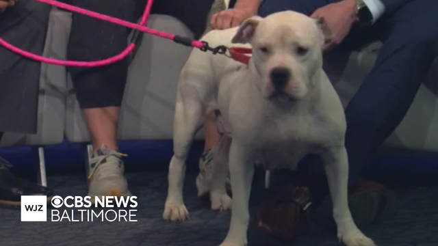 Paws N' Claws: Mama Jama is a 5 year old American Pit Bull mix looking for a new home