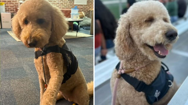 Ruffles, Stephenville ISD service dog 