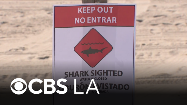 Surfer speaks after spotting great white shark off Huntington Beach coast