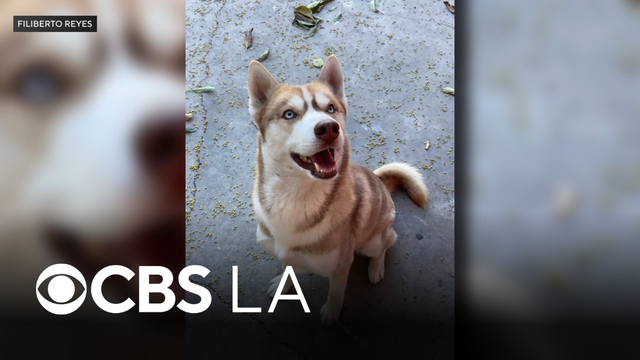 Lynwood man in disbelief after his beloved husky was found hanging in an alley