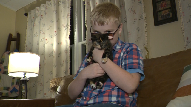 kitten3.png 