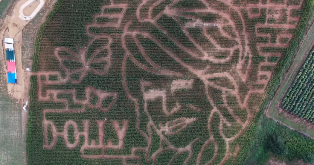 cbsnews.com - Alexa  Liacko - Jaemor Farms creates Dolly Parton-themed corn maze in North Georgia