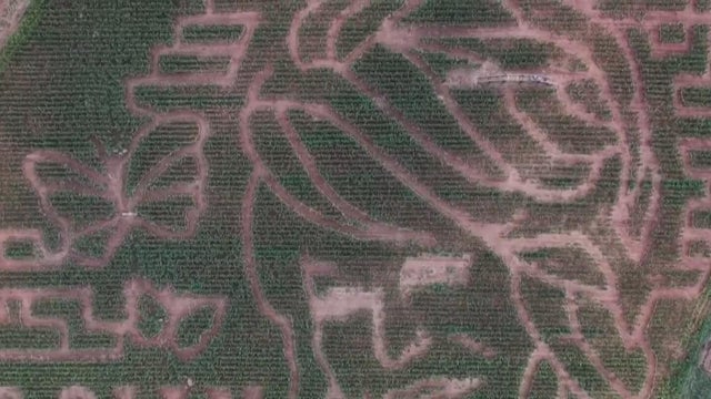 How a Georgia farm turned a cornfield into a Dolly Parton maze