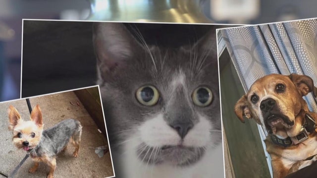 Pittsburgh-area funeral home director accused of pet cremation fraud to plead guilty