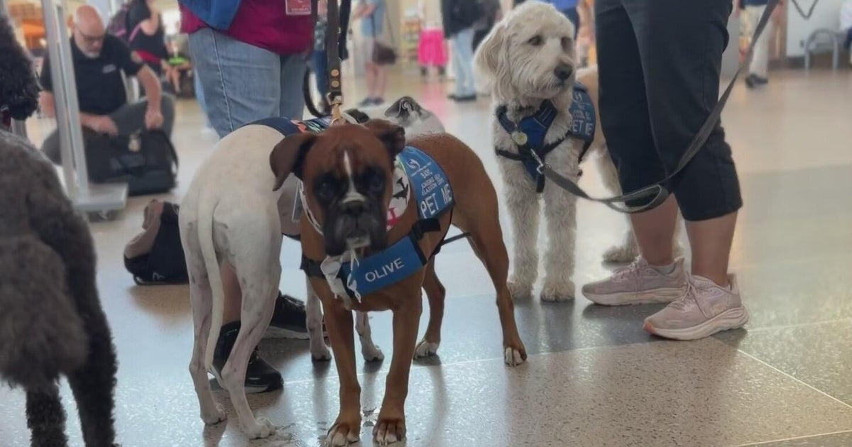 Sacramento airport therapy dogs, known as the BARC team, help to ease travel stress