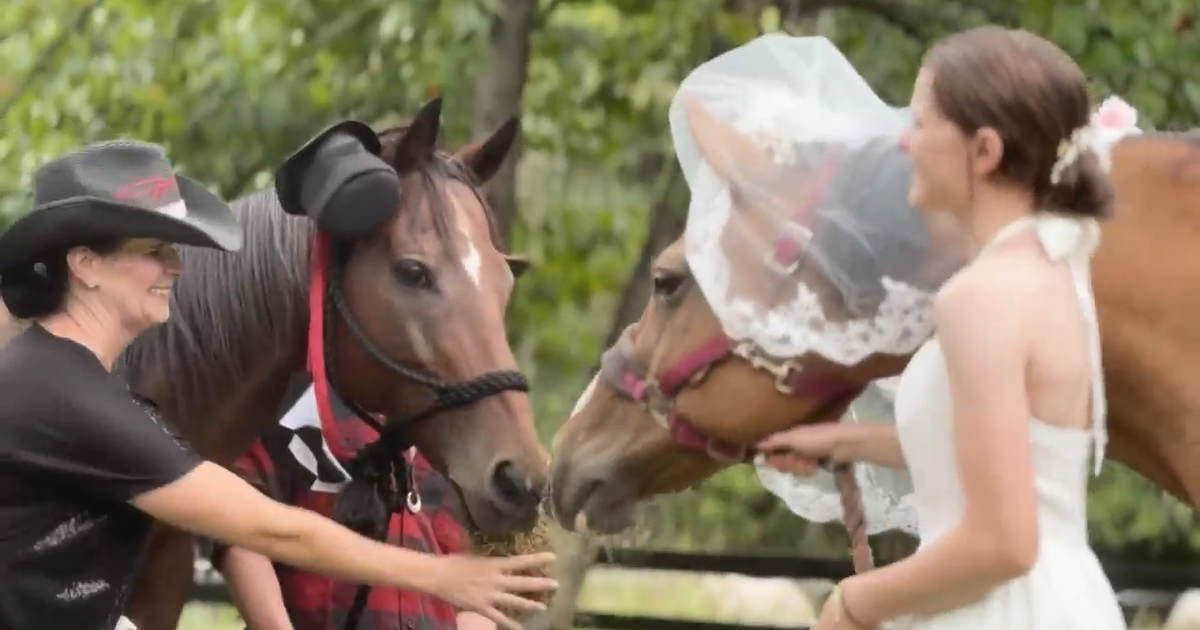 Horses tie the knot at special wedding on Georgia farm: 