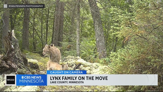 Sound on: Here's what a family of traveling lynx sound like traversing northern Minnesota