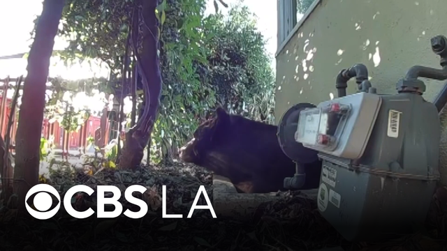 Wildlife biologist creates bear-proofing business to help SoCal residents
