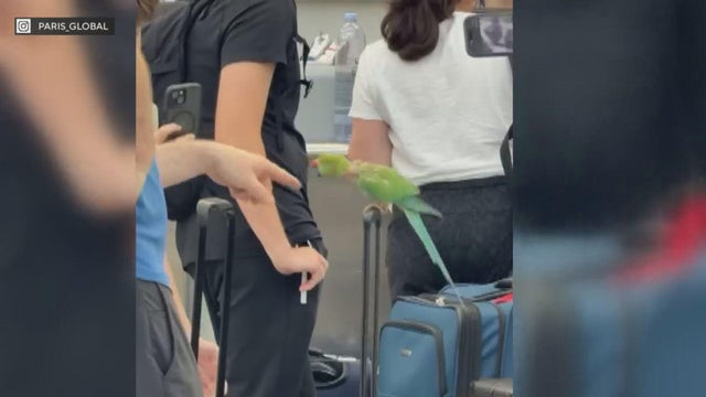 ohare-bird-attack.jpg 