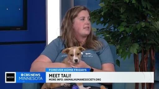 Meet Tali, a 2&frac12;-month-old husky mix and the last of her litter, soon to be up for adoption