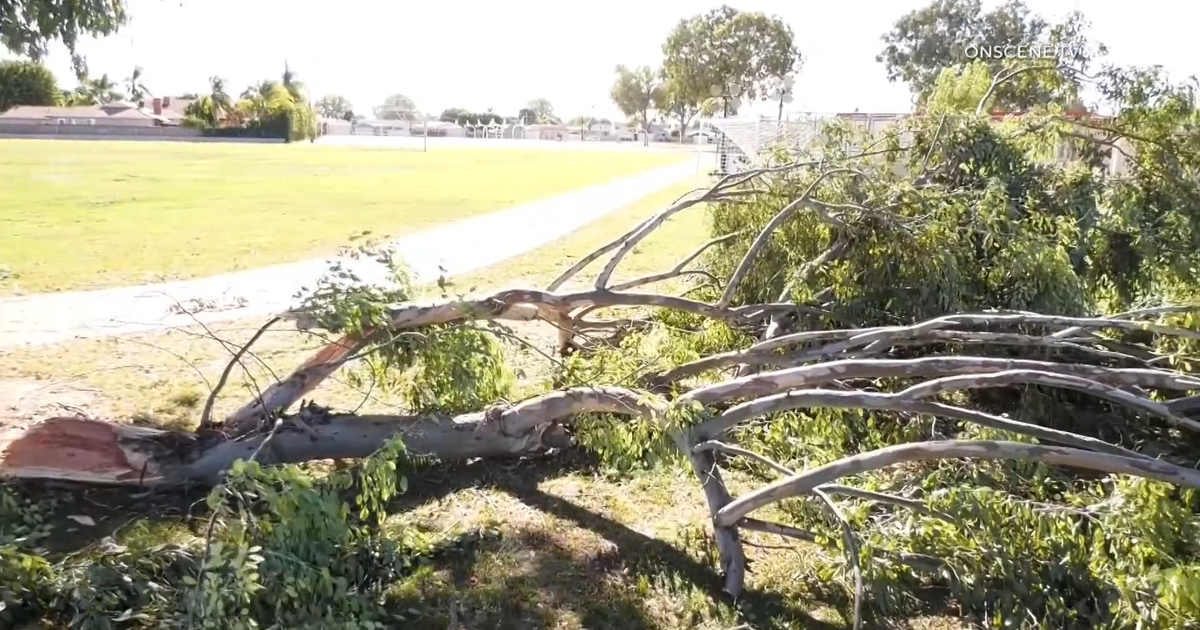 Strong winds knock tree branch onto 13 kids at a Whittier middle school ...