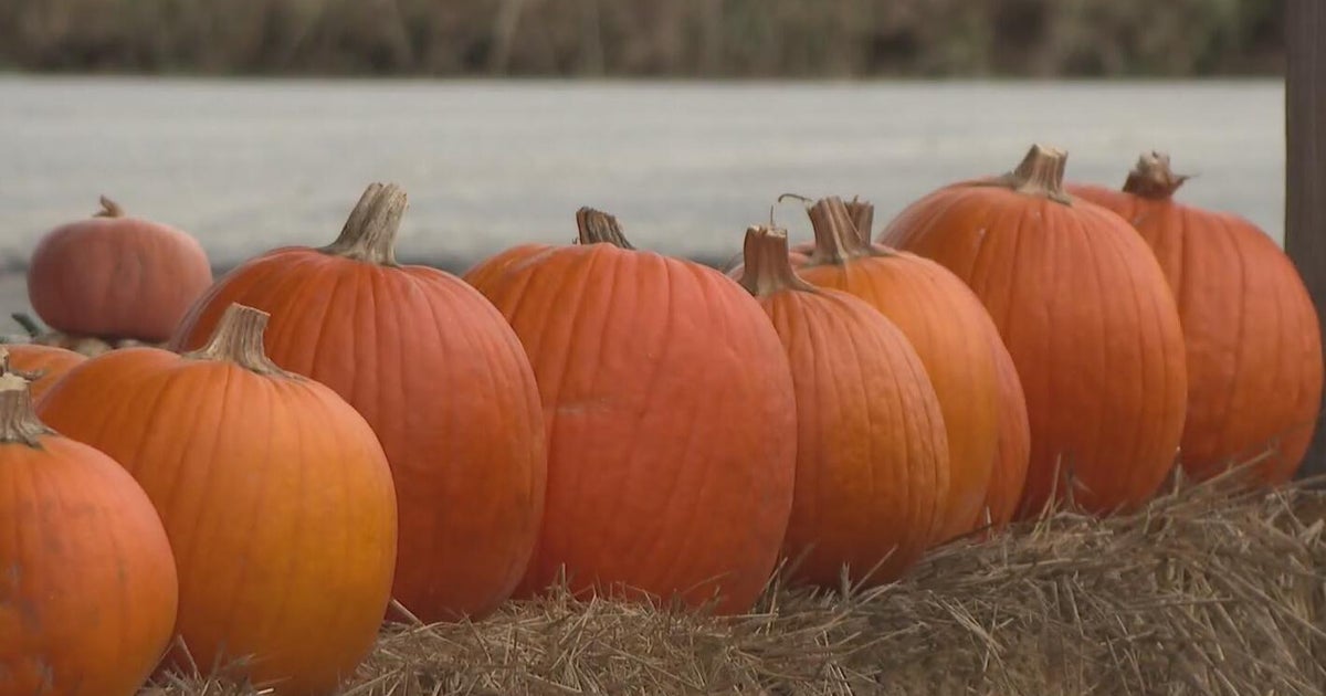 cbsnews.com - Ricky  Sayer - Pumpkin production down again at Yarnick's Farm after 'too much rain'
