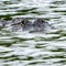 Alligator kills 71-year-old man fishing at pond in Florida