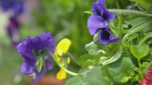 The Maryland Home & Garden Show brings over 300 vendors to Timonium Fairgrounds