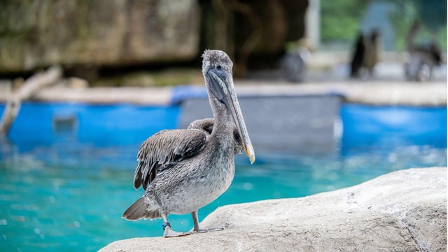 pittsburgh-zoo-and-ppg-aquarium.jpg 