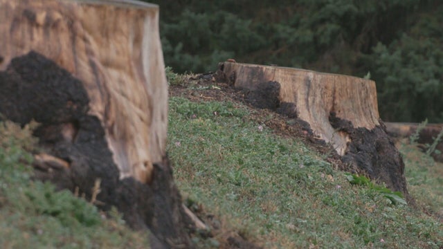 Drought, tiny bark beetles taking toll on Denver's spruce trees