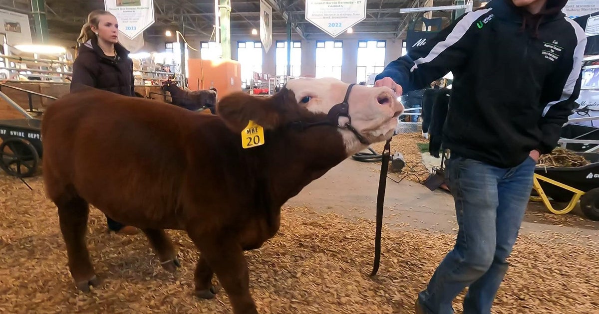 Spotlight on beef as Minnesota midterms near