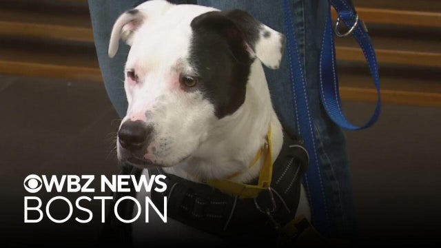 2 dogs from Massachusetts shelter looking for new homes