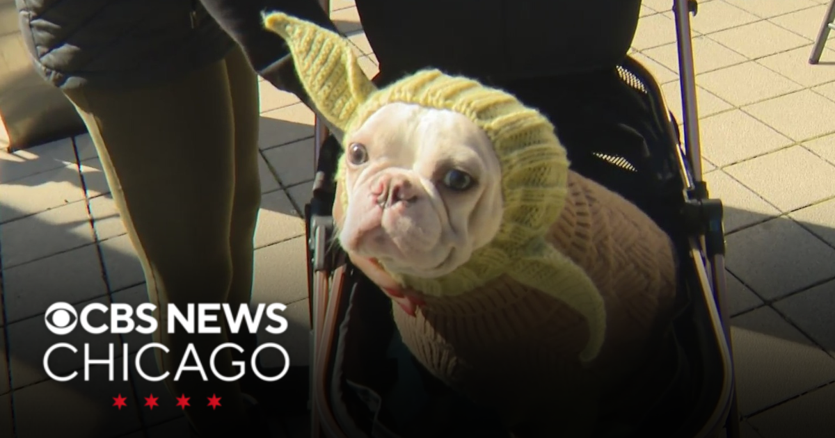 West Loop Veterinary Care hosts Halloween party for people, pets