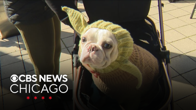 West Loop Veterinary Care hosts Halloween party for people, pets