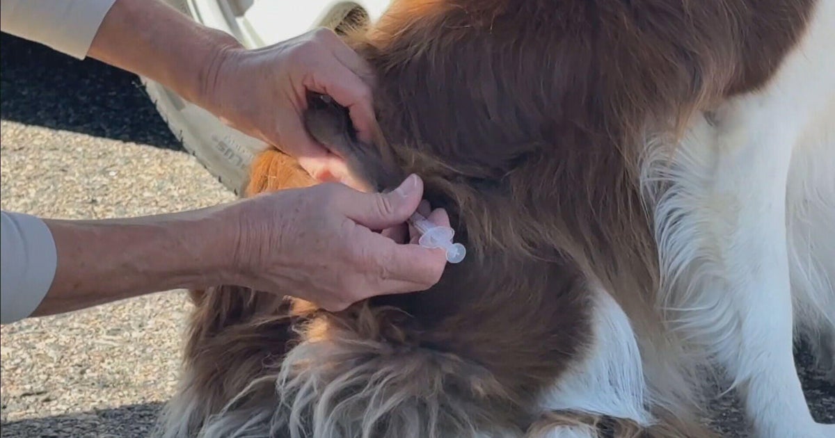 Vaccination, microchip clinic helps hundreds of pets in the Denver area