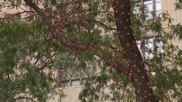 daley-plaza-lights.jpg