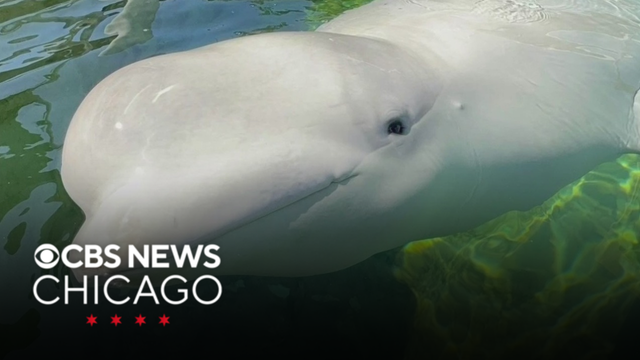 Rescued Marineland whale dies at SeaWorld San Diego, similar to deaths at Shedd