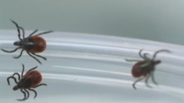 Michigan State researchers look to deer to solve tick problems