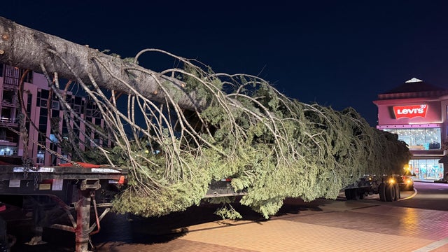 the-worlds-tallest-fresh-cut-christmas-tree.jpg 