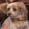 Meet the winner of the World's Cutest Rescue Dog Contest