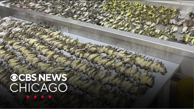 Expert weighs in after nearly 1,000 birds died flying into glass in Chicago, Evanston