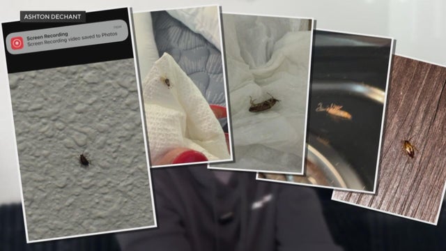Denver renter wants action against cockroach infestation