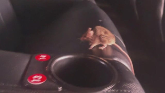 mouse-at-amc-theater-in-westminster.jpg 