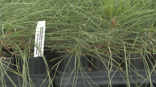 1-csu-seedlings-transfer-frame-130.jpg