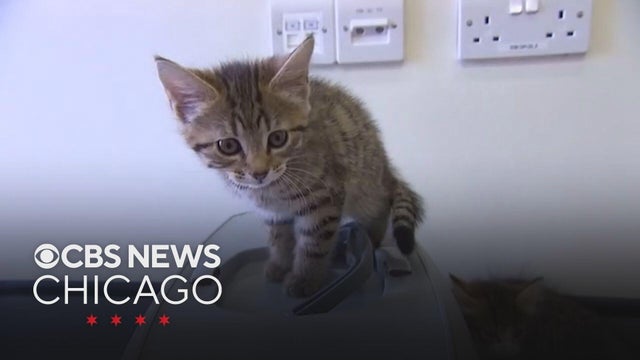 More and more people are naming their pets after food items