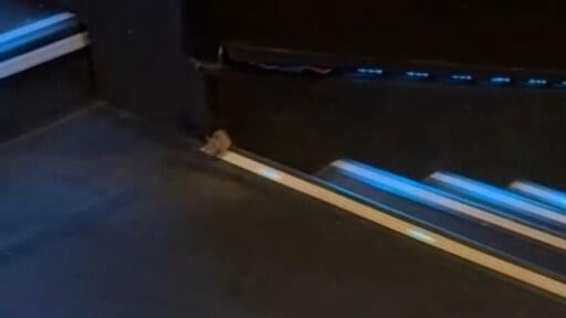Movie theater back open in Westminster after dead mice discovered in kitchen area